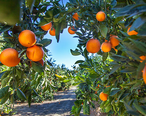 مزرعه پرتقال