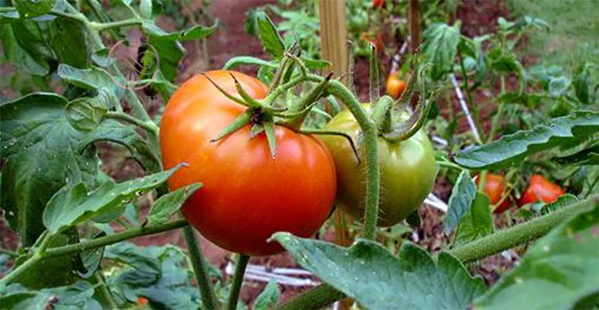 بیماری پیچیدگی برگ زرد گوجه فرنگی
